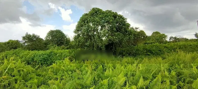 Tanah Dijual di Kubu Raya Pontianak Kalimantan Barat