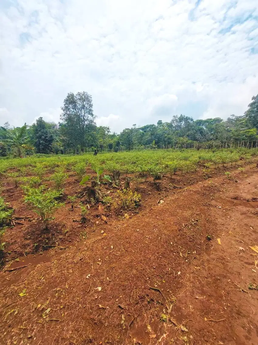 TANAH KEBUN 5550 M MURAH (PEMILIK LANGSUNG)