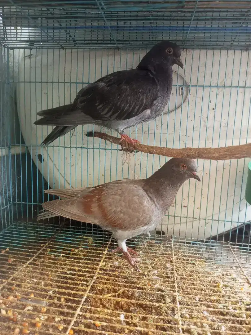 Burung dara Muda Sepasang