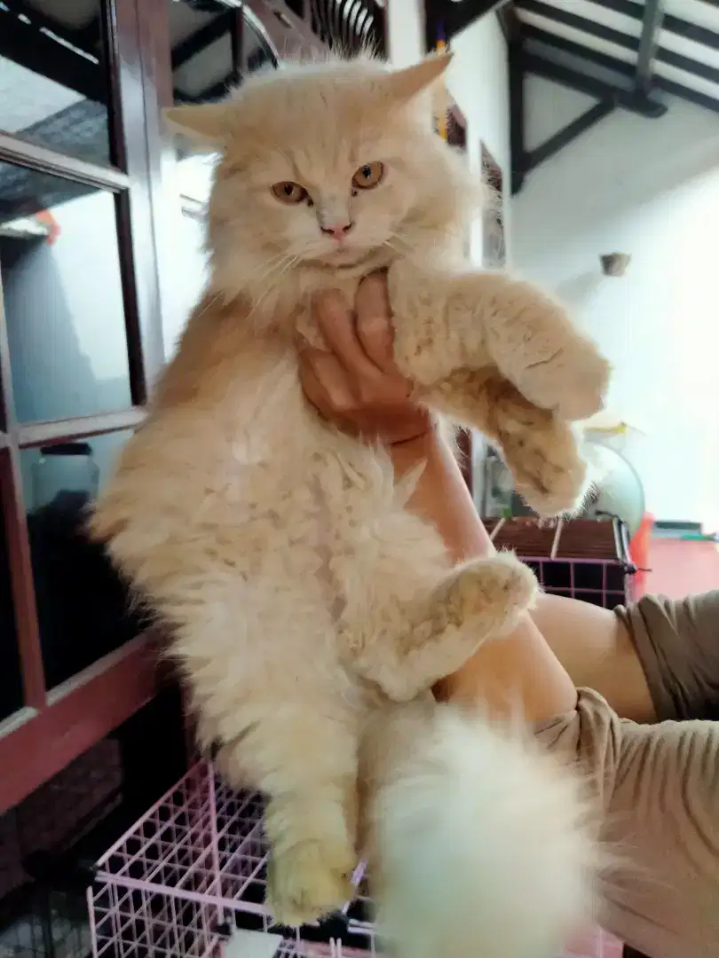 Kucing Persia bulu kapas