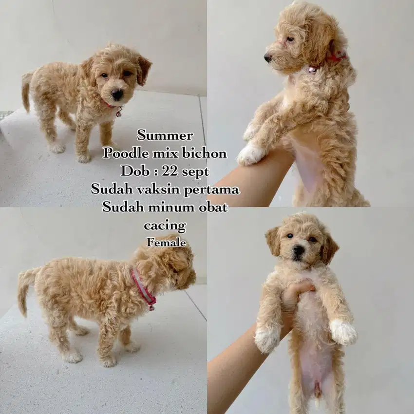 Poodle mix bichon