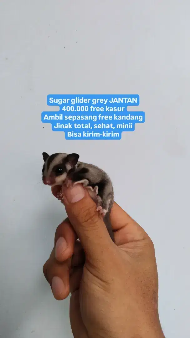 Sg sugar glider grey jantan hamster landak kandang tempe sayur vario