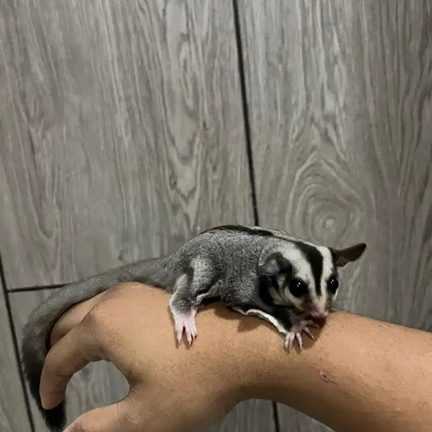 Sugar Glider Classic Grey CG Het Albino Joey Anakan Murah