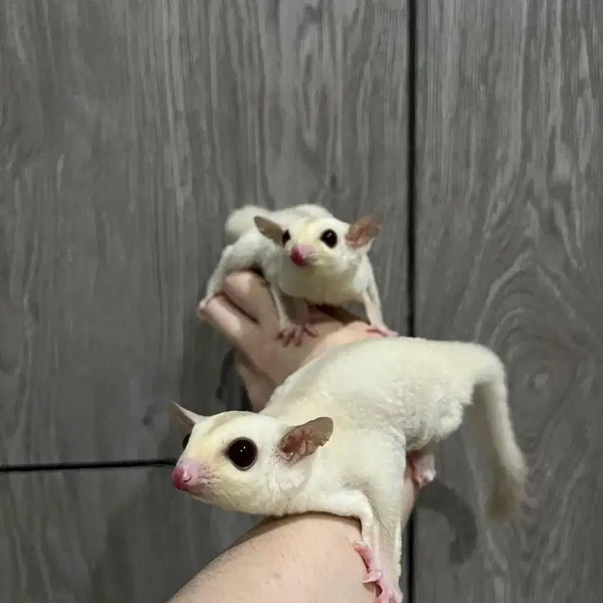 Sugar Glider Creamino Joey Anakan Murah