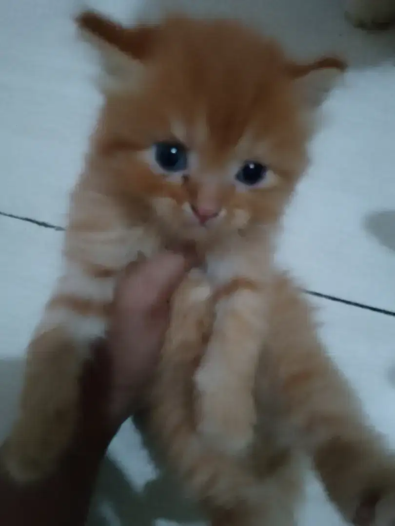 Kucing anakkan persia