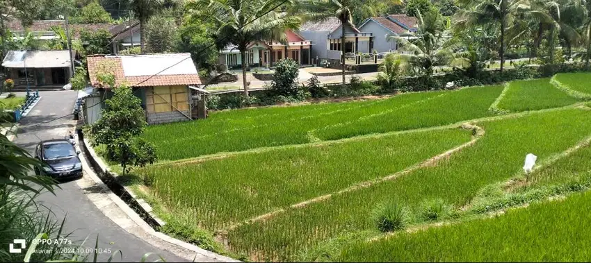 Sawah Ngargoyoso 300 Juta