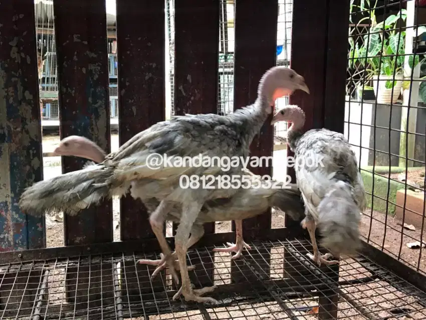 Ayam kalkun blue slate 4 bulan