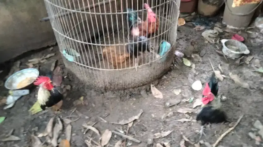 Ayam kate, ayam kampung dan kandang