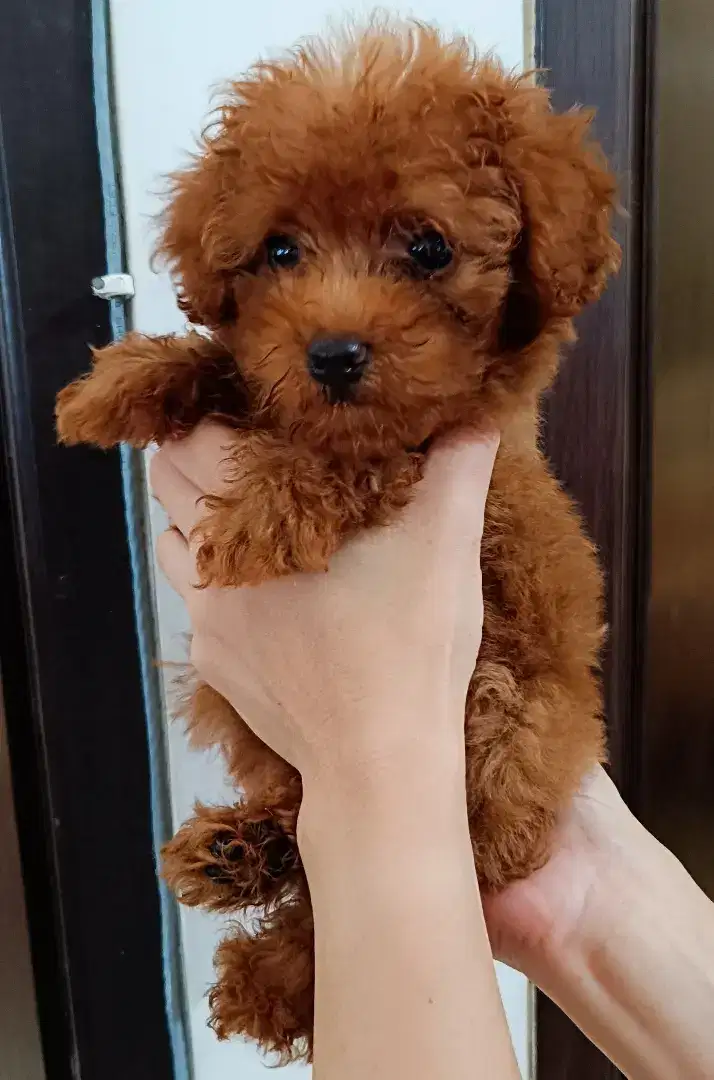 Toy Poodle Puppy