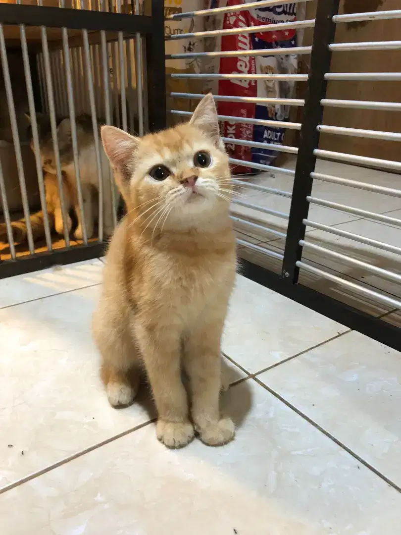 Kucing British BSH jantan