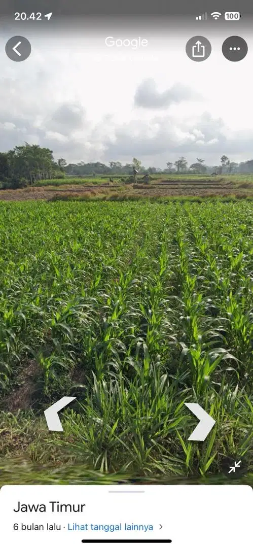 Dijual Sawah Produktif