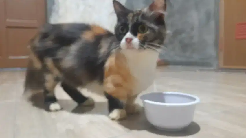 Kucing munchin betina