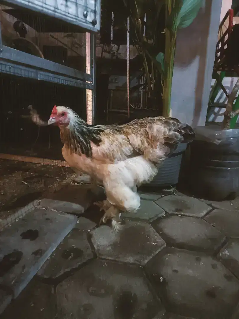 Ayam Brahma Betina