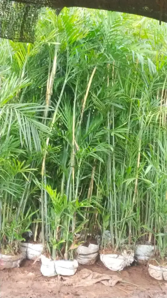 Pohon palem Komodor ia tinggi 2 meter..