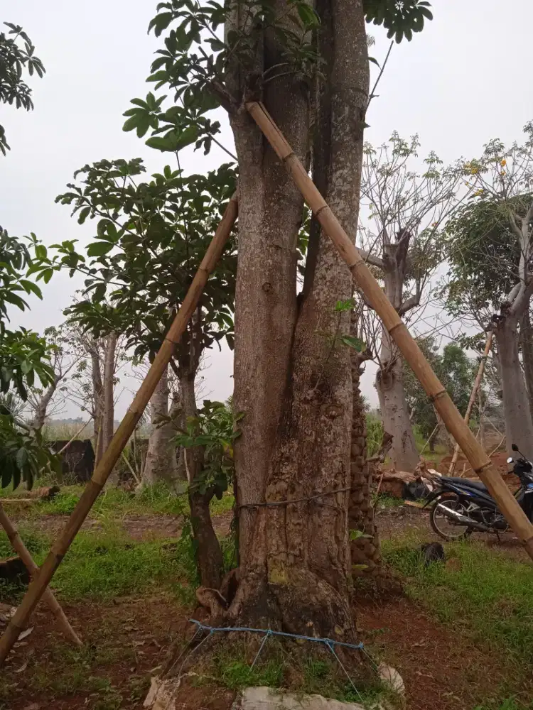 Pohon pule bruping puting lingkar 250cm