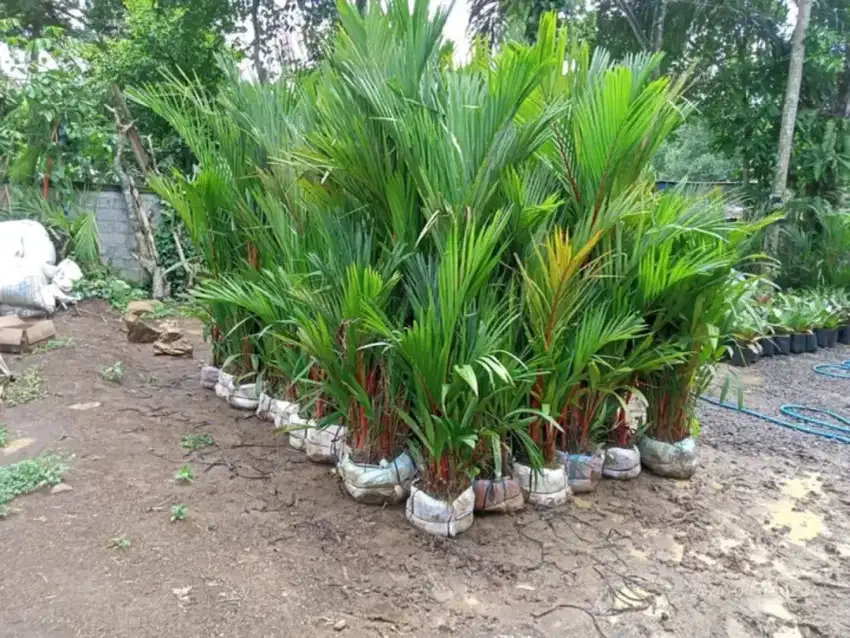 Pohon palem merah tinggi 150cm daun..