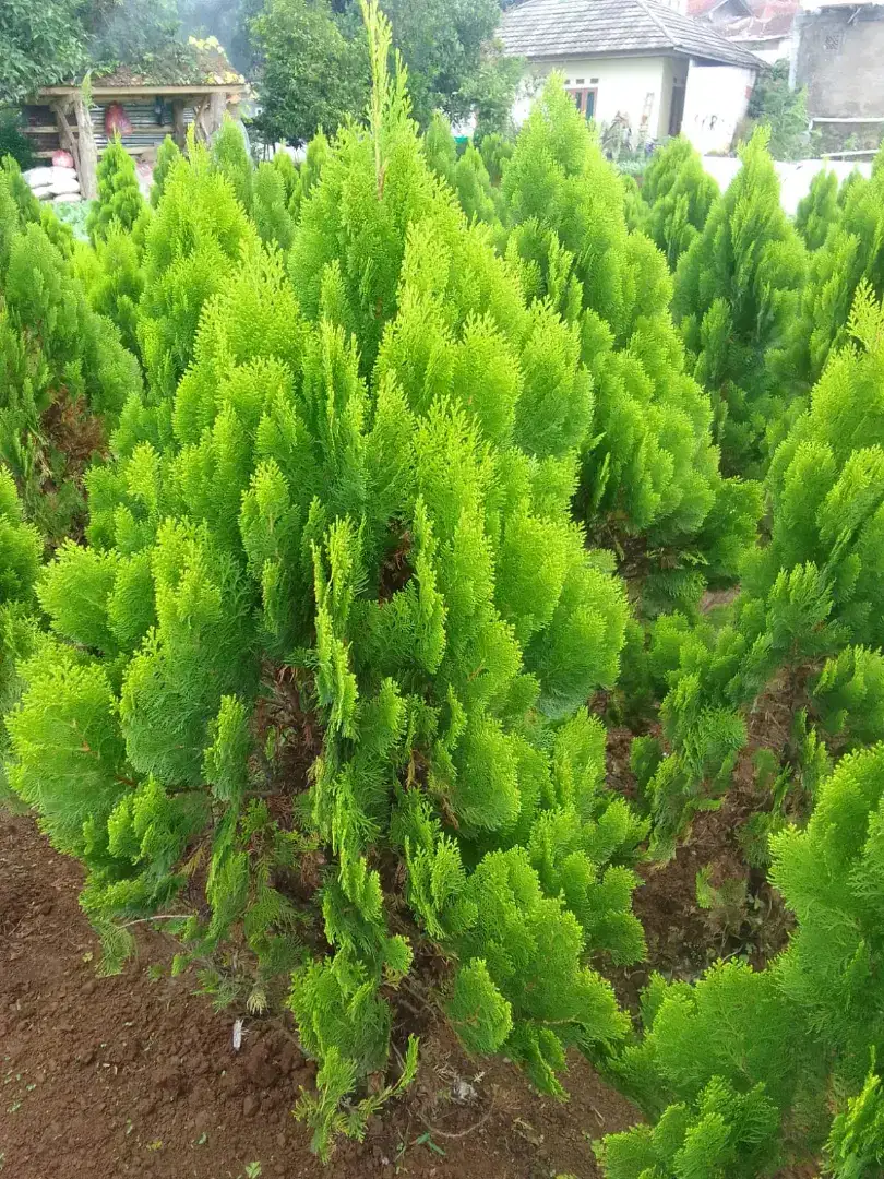 Pohon cemara kipas tinggi 150 cm