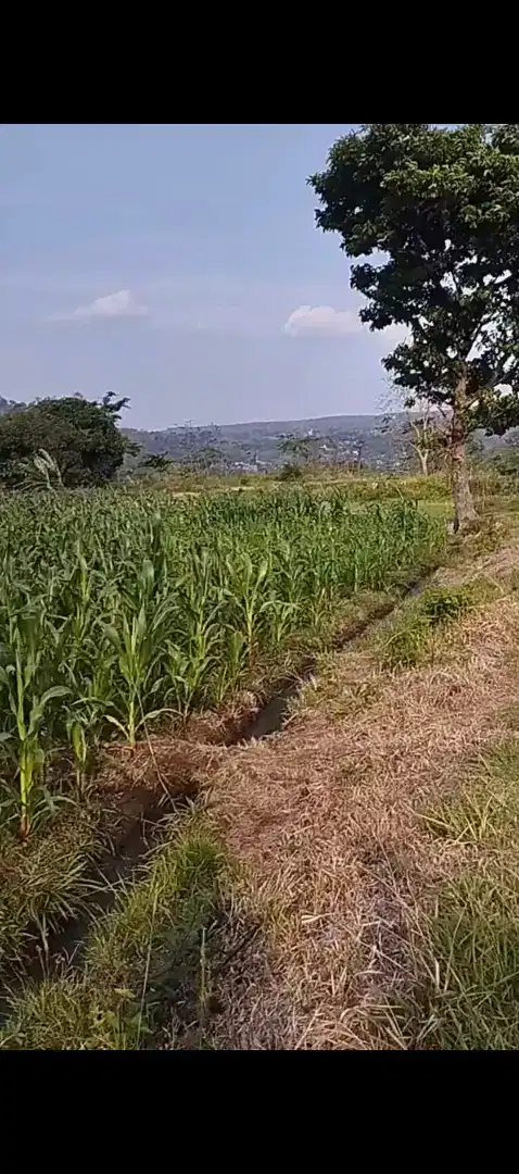 Di jual Tanah sawah produktif