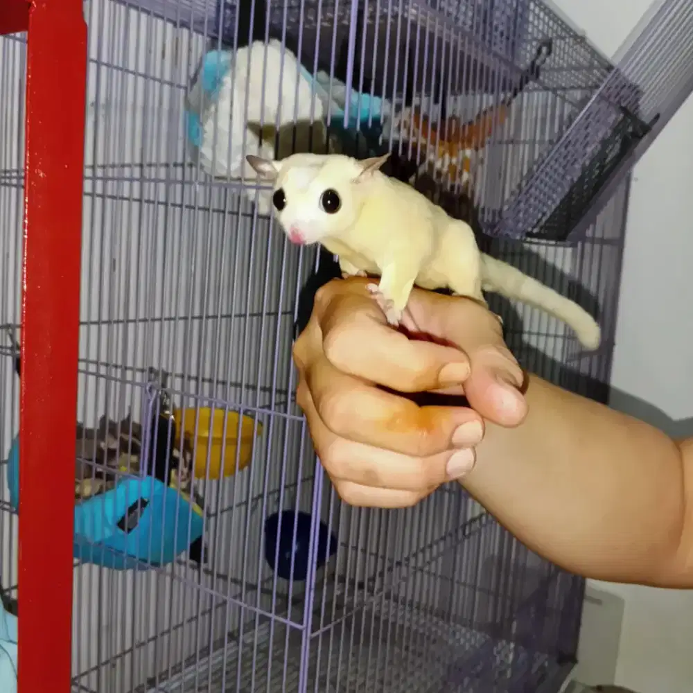 Sugar glider lucu imut white mosaik x 2 Classic Grey .