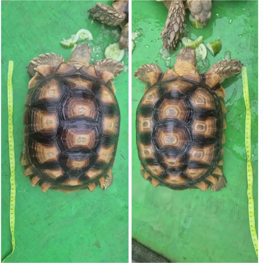 Kura Sulcata 2 ekor kurleb 30-32 cm dan 26-28 cm