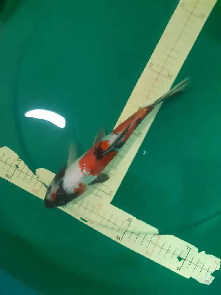 Ikan koi Kohaku Doitsu 28cm HQ