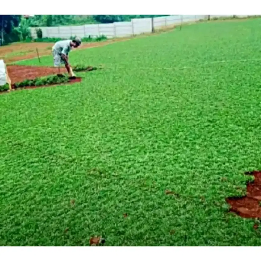 Rumput gajah mini plus pasang