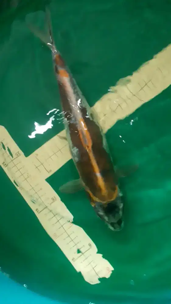 Ikan koi Kikokuryu 37cm Gold Black