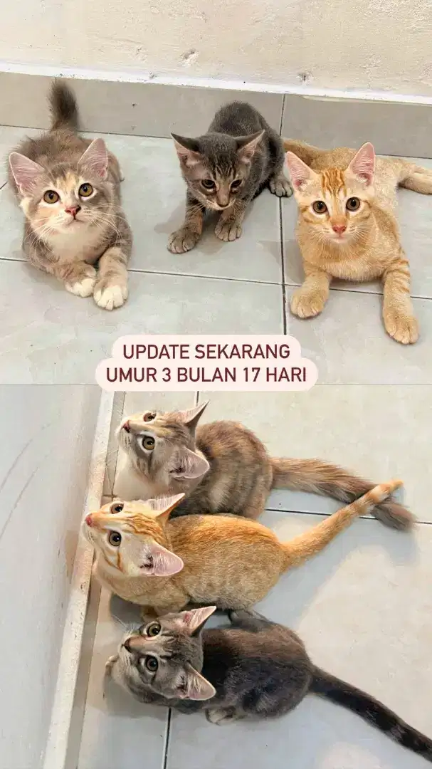 Adopsi kucing mix dan kucing kampung