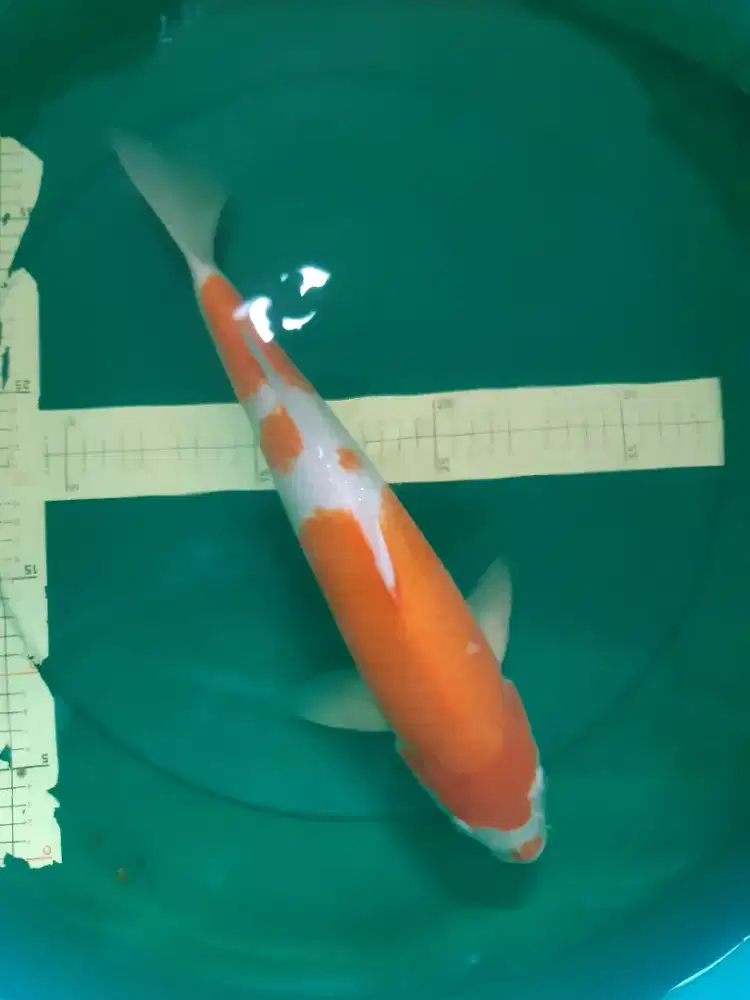 Ikan koi Kohaku 44cm kucibeni face bulat