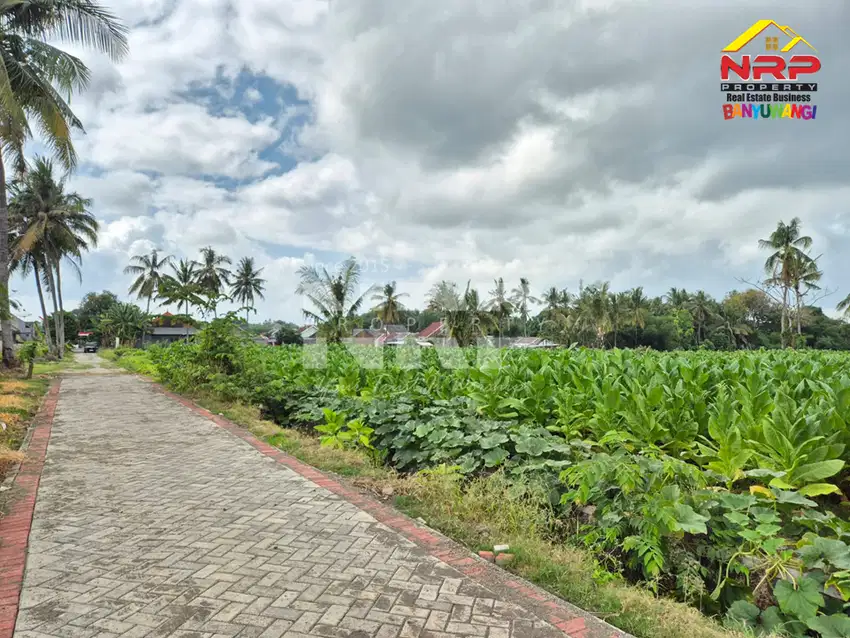 TANAH MURAH DIKAWASAN PERUM. GADING MAS PERMAI DADAPAN BANYUWANGI