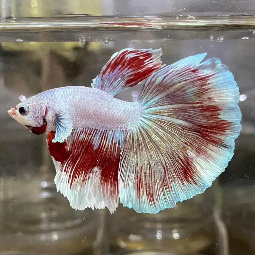 Betta/Cupang Halfmoon Jantan