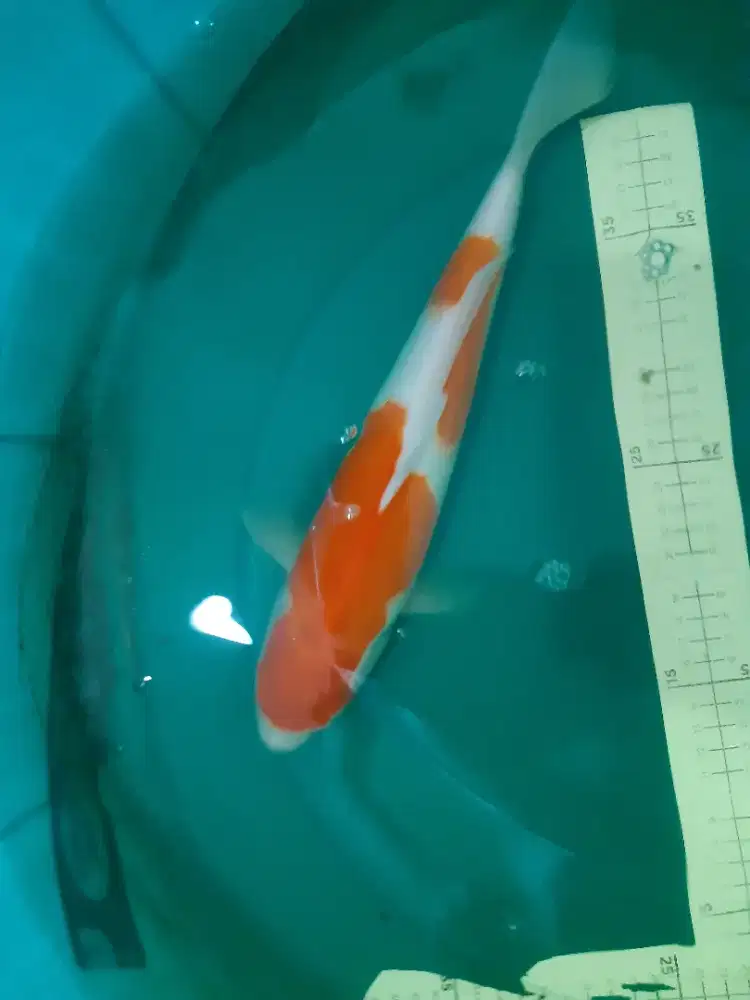 Ikan koi Kohaku 35cm pola 2step original