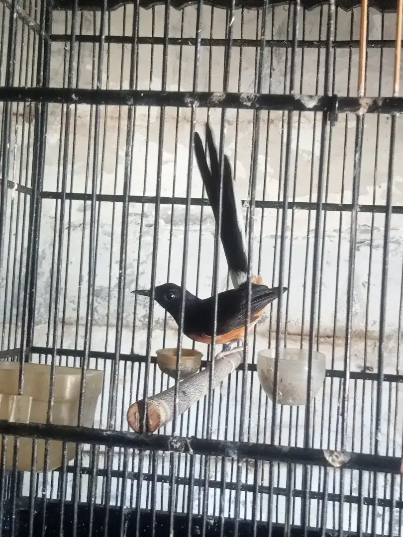 Burung murai batu