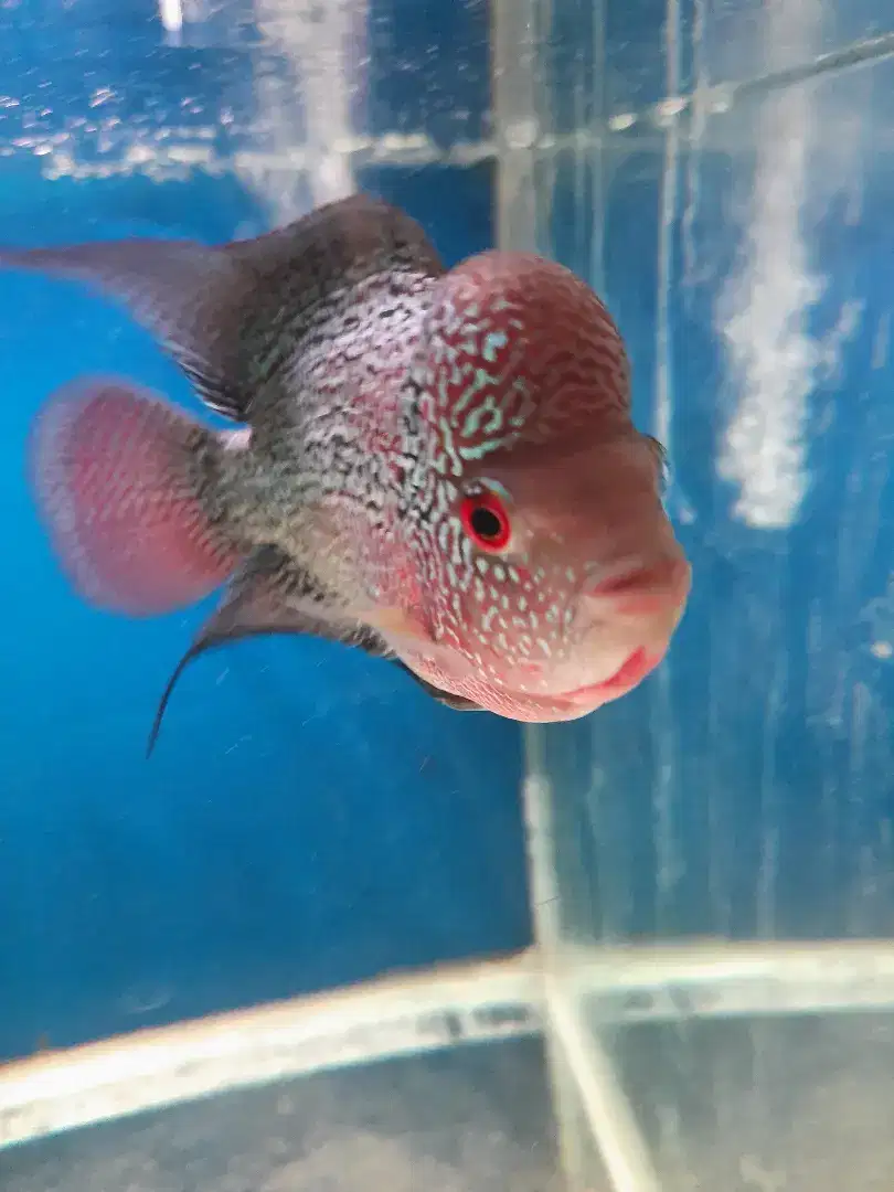 Ikan Hias Louhan ikan lohan Flowerhorn bukan arwana