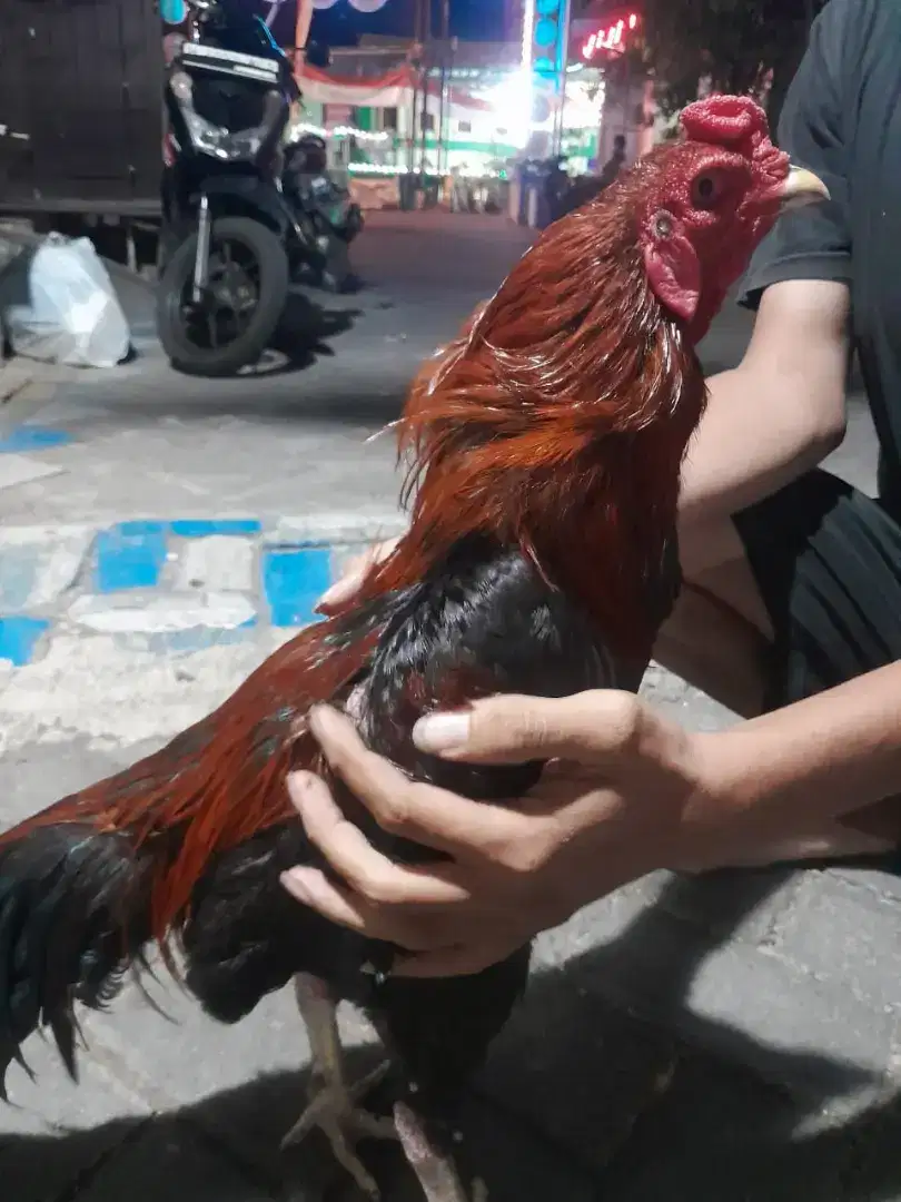 Jual ayam jago/bangkok