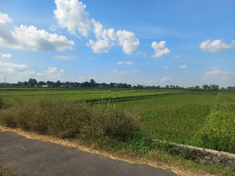 Sawah Ngrundul Sudah E-Sertifikat