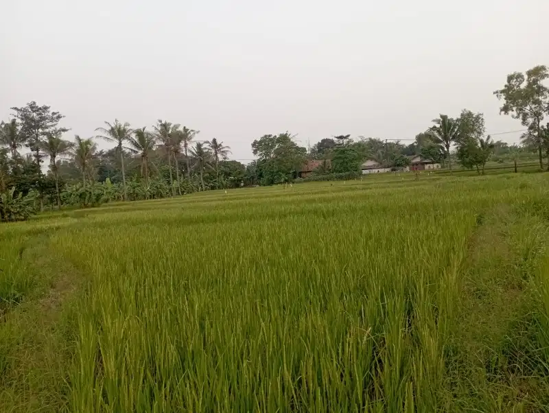 Dijual Cepat  Tanah Sawah Produktif di Tigaraksa