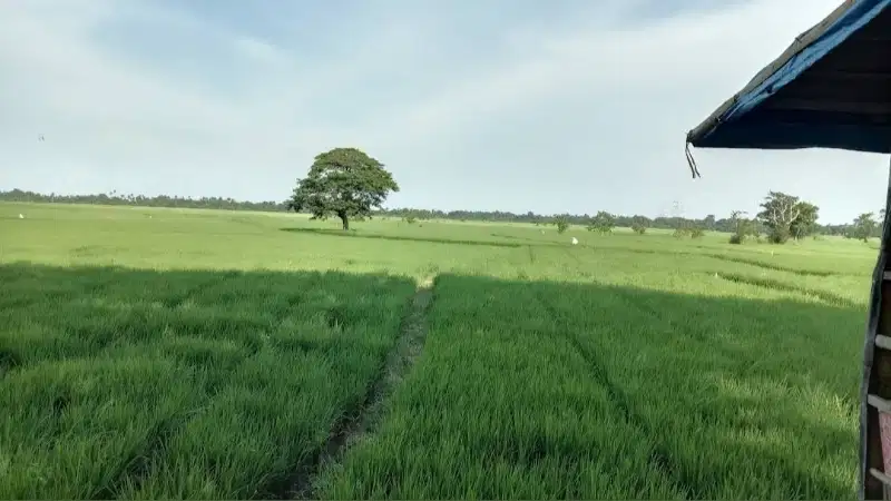 DI JUAL TANAH SAWAH PRODUKTIP 2500 METER  KRAMAT WATU SERANG BANTEN