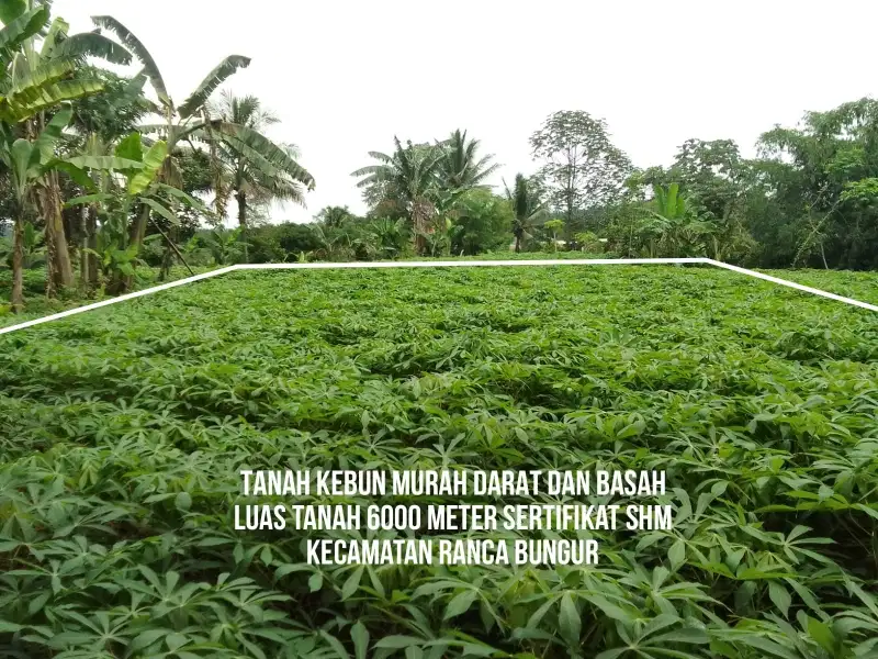 TANAH KEBUN BERIKUT KOLAM IKAN MURAH Rp 400ribu / MTR di BOGOR