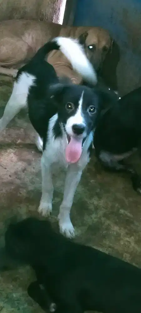 Anak anjing usia 4 bln