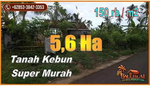 56.400 m2 Dijual Sangat Murah area Jembrana BALI