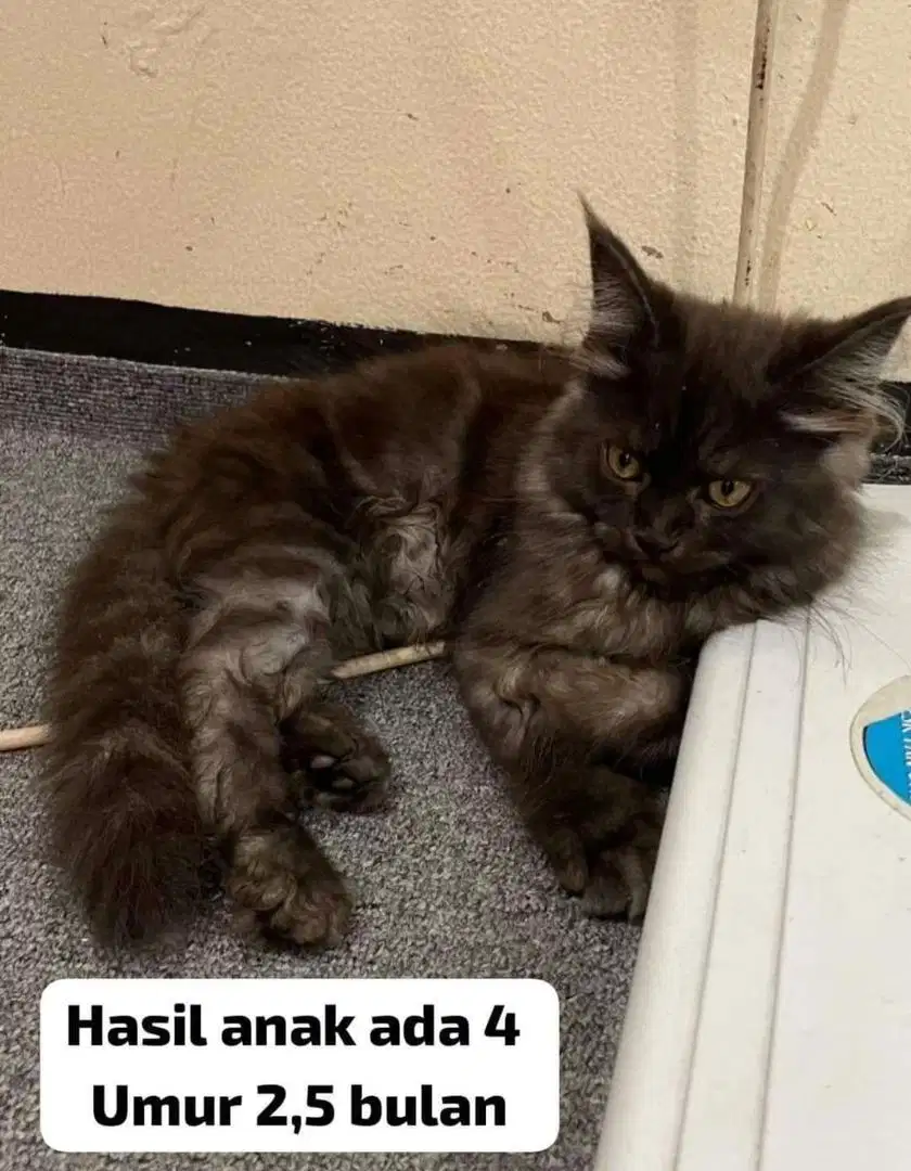 anak kucing betina mainecoon pure