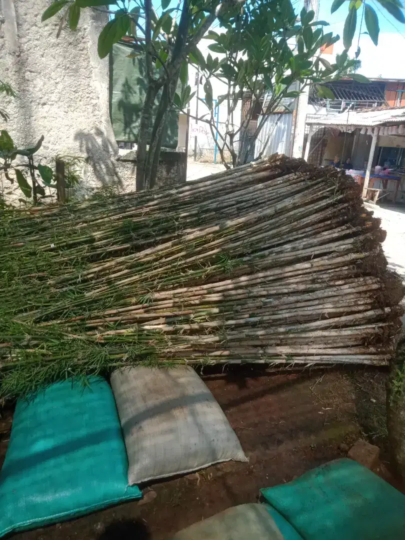 bambu jepang dan tanaman hias