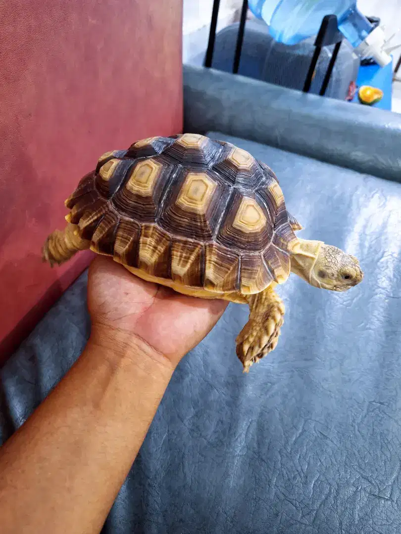 Sulcata tiger bagus 19 20cm