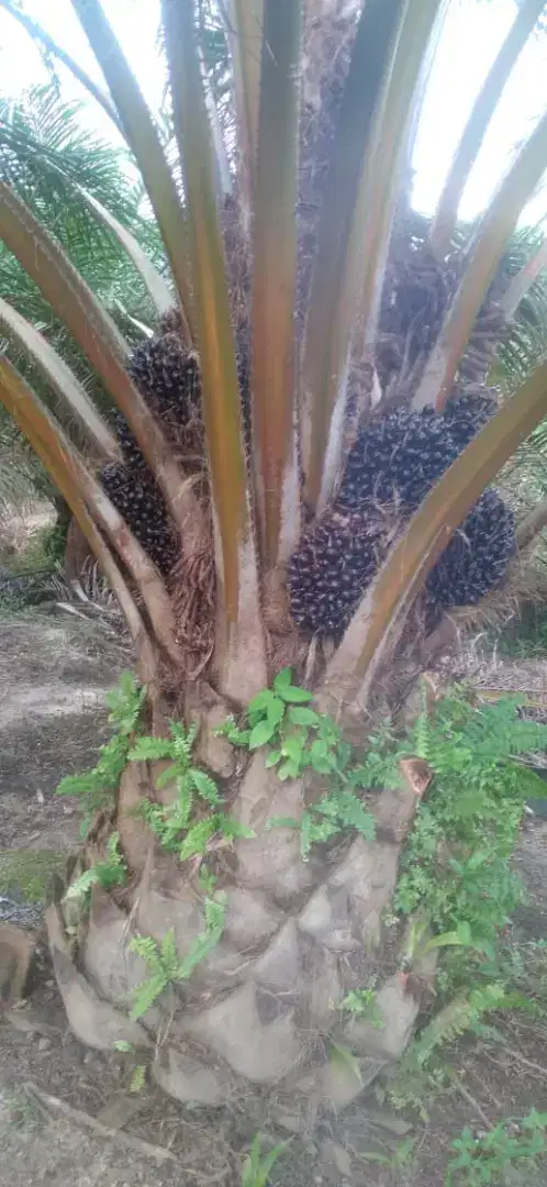 DI JUAL KEBUN SAWIT DAERAH BANGKA BELITUNG