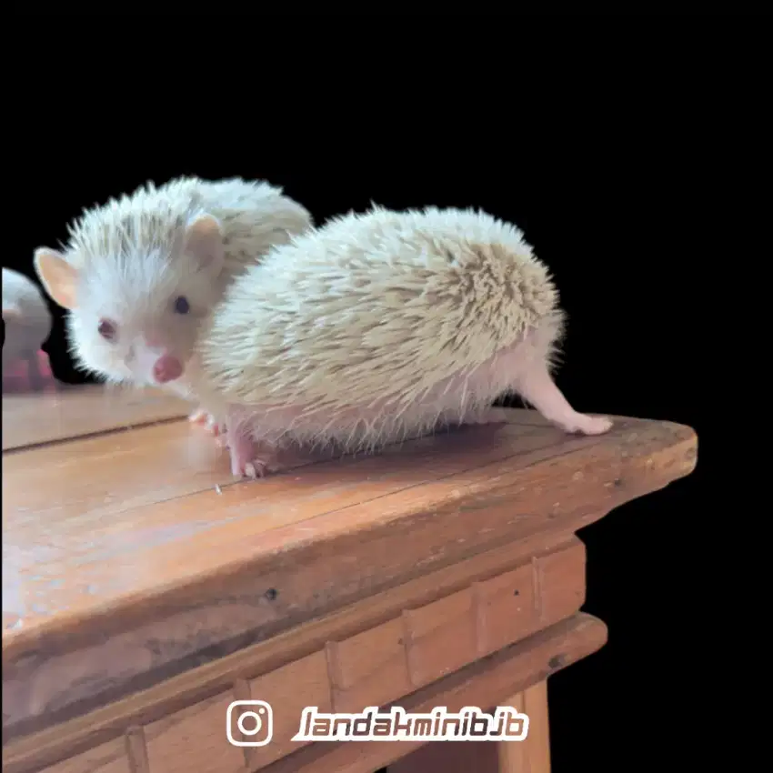 Landak mini/Hias/Hedgehog