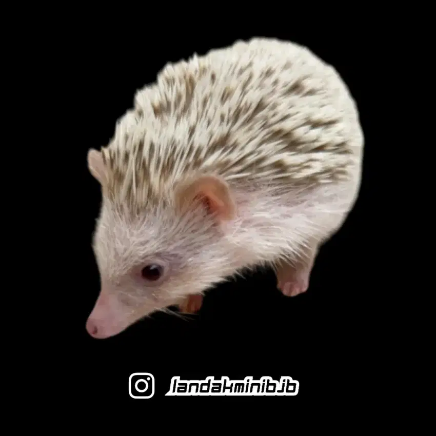 Landak mini/Hias/Hedgehog