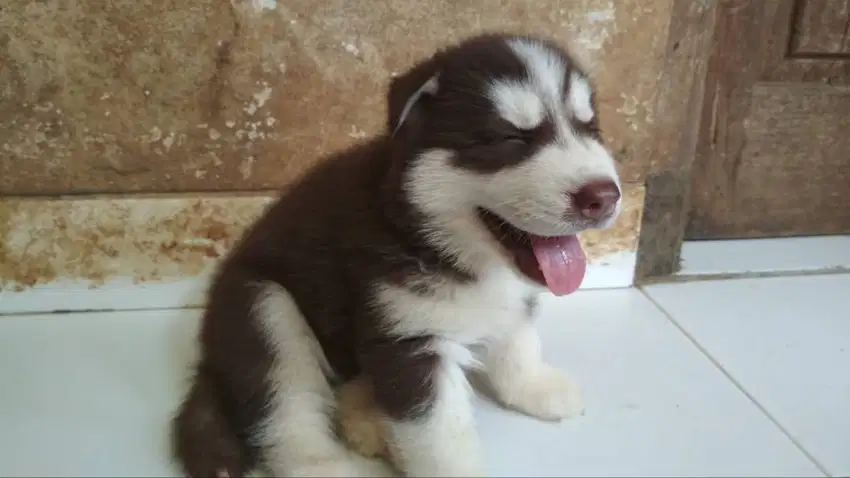 Jual 2 puppy Siberian Husky usia 1,5 bln @ Rp.3 juta