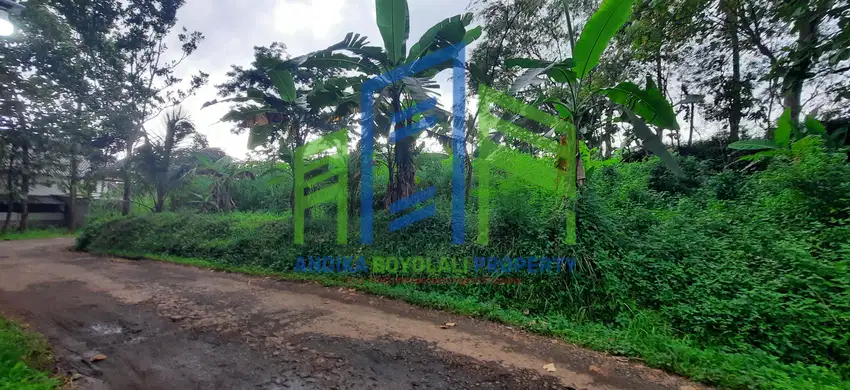 Tanah view pemandangan sawah di kaliwungu semarang