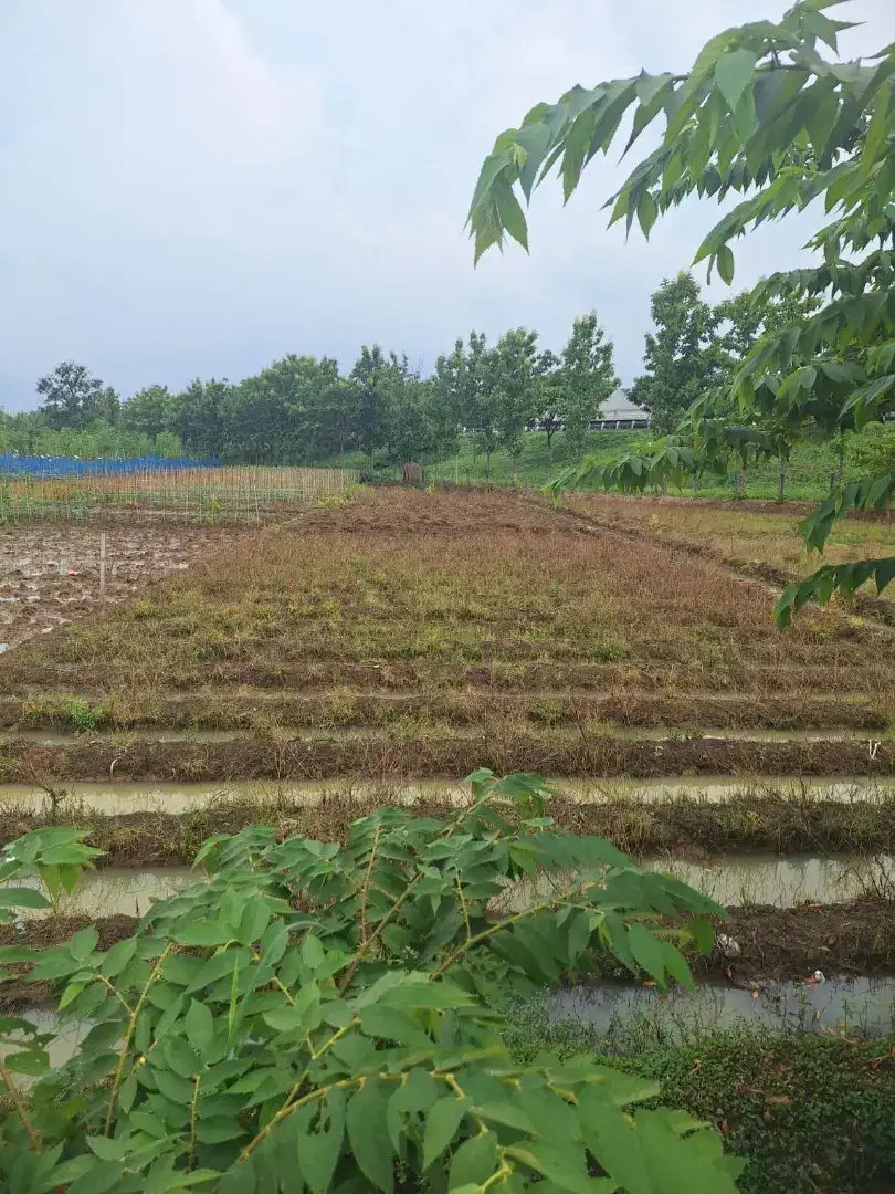 Di jual sawah 50 bata